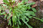 Common sheep sorrel